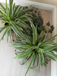 2017-06-13-101137_0012